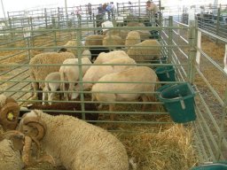 phoca_thumb_l_fotosnoviembre2012 2132